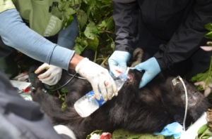 Un bébé gorille pris au piège et secouru par les vétérinaires du PNKB